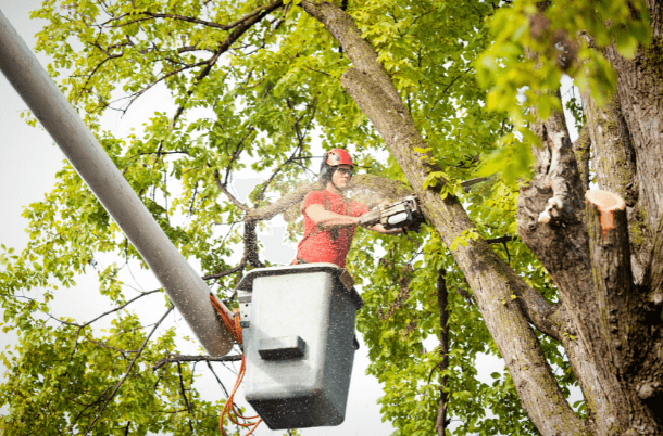 A man sitting in tree performing tree service, in a cherry picker with chainsaw